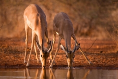 Penkoppies