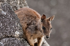 RockWallaby-GraniteGorge2008-26