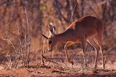Steenbok2