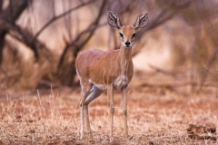 Steenbok_doe
