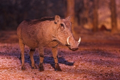 Warthog_sow