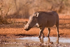Warthog_waterhole
