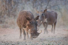 Warthogs-SA2008Elandshoek7-105-web