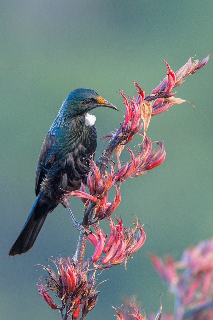 Tui showing prominent pollen dusting on it's face