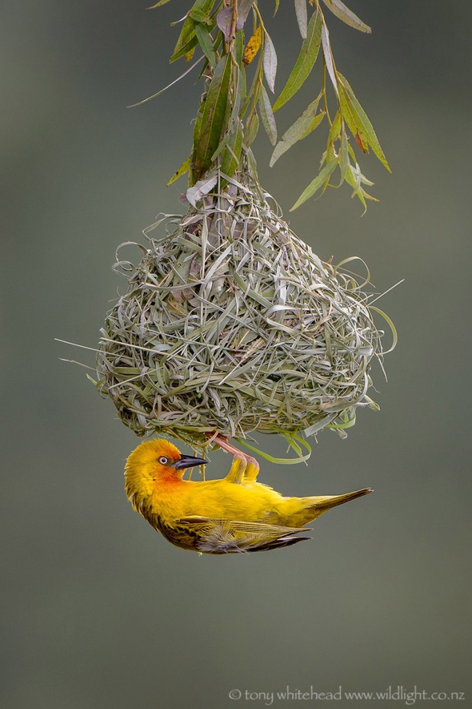 Cape Weaver male displaying beneath his freshly built nest.
