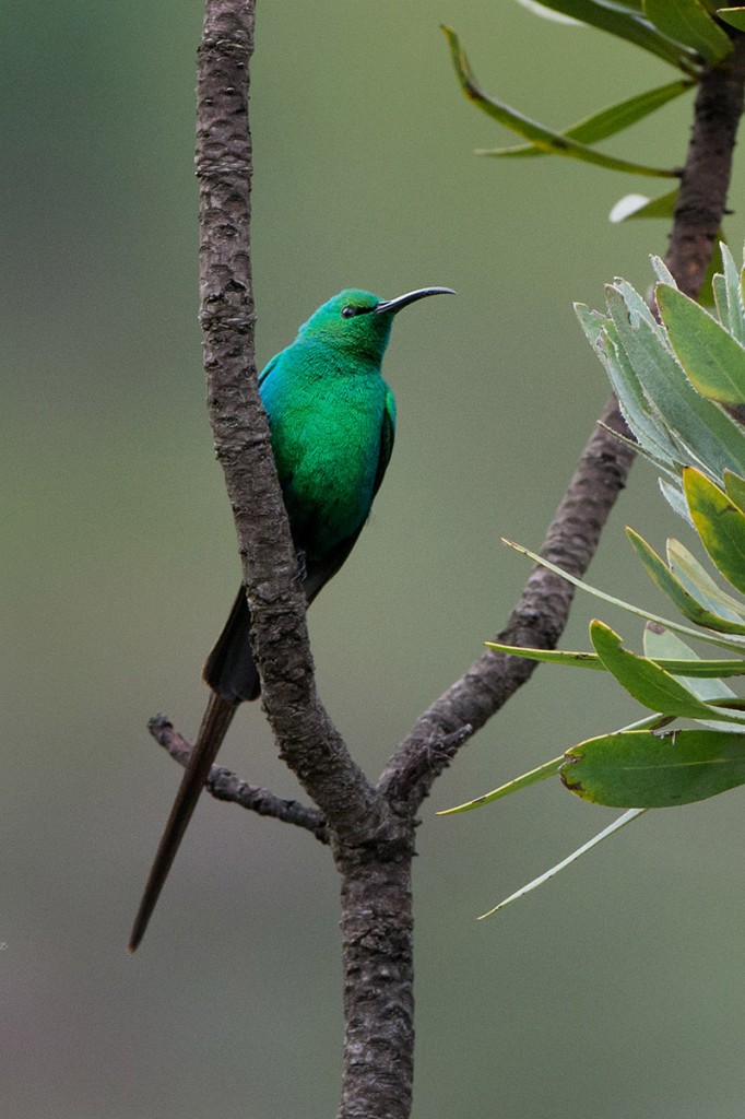  Malachite male not perching on Protea