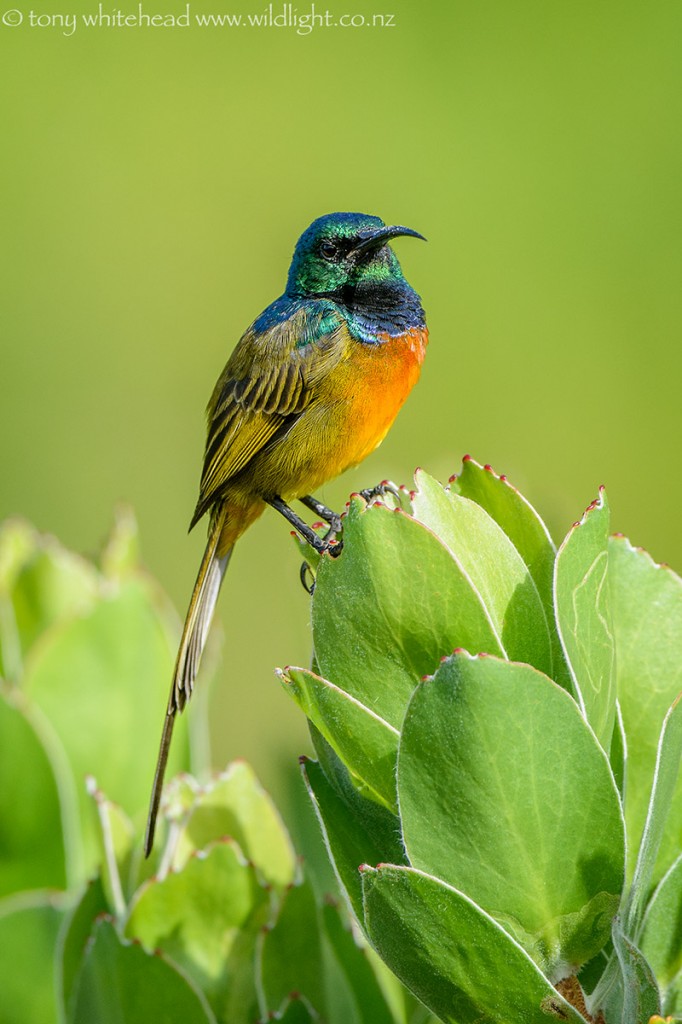 Sunbird in direct sun. Notice the contrasty bright highlights and sharply defined shadows