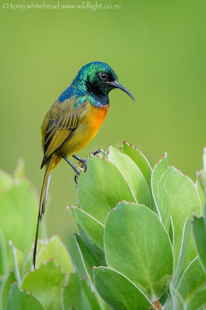 Same bird in diffused light with low contrast. No distracting highlights and shadows.