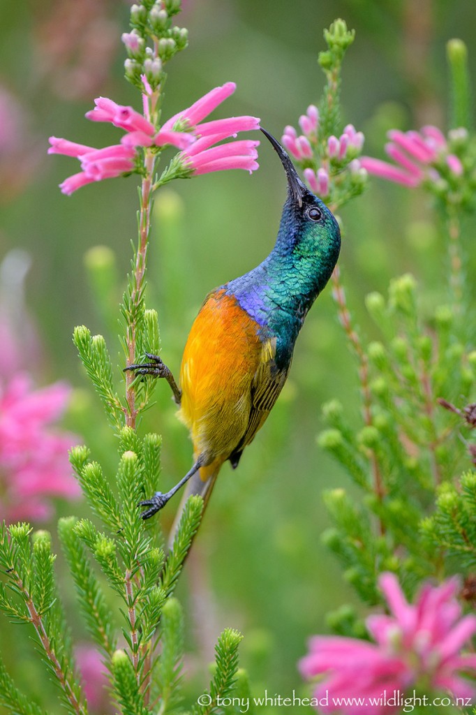 Adult male feeding on Erica nectar