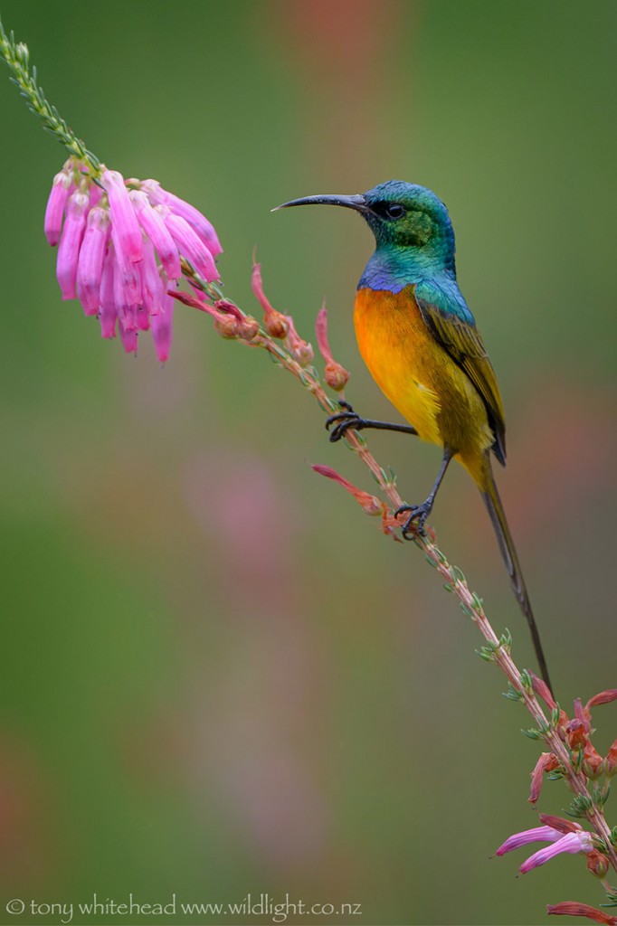 Posing on an Erica stem