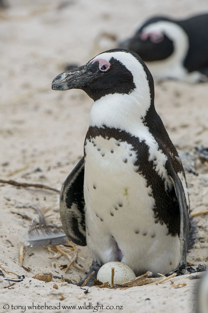 Penguin with an egg -  note the brood patch