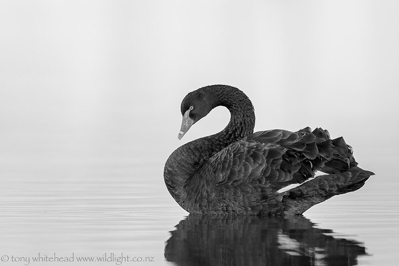 Swans, Sunshine and Shade