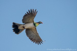 New Zealand Pigeon – Kereru