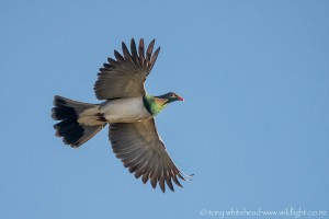 New Zealand Pigeon – Kereru