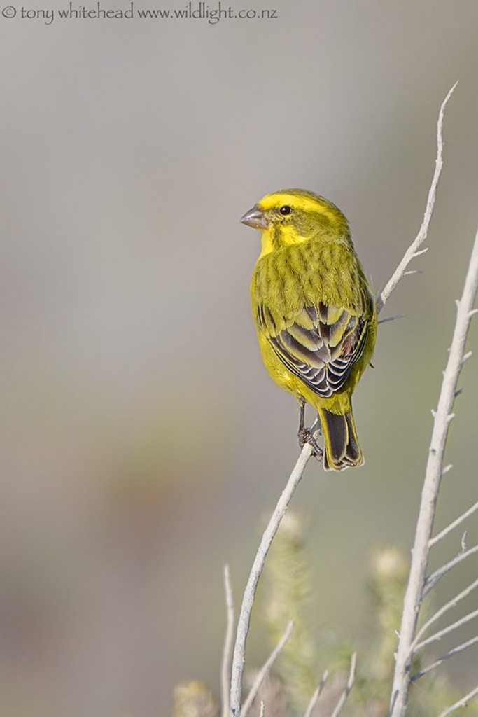 Yellow Canary