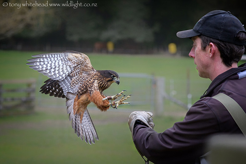 National Bird of Prey Centre