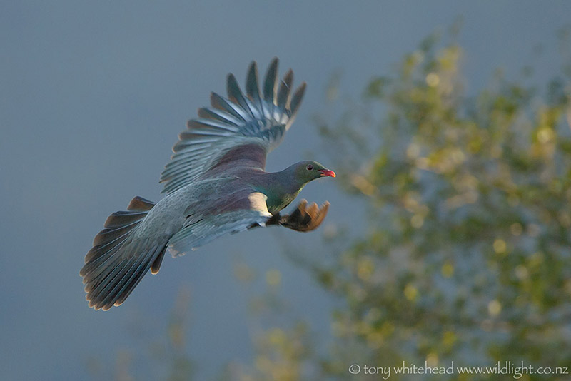 Bird of the Year 2018 – Kereru