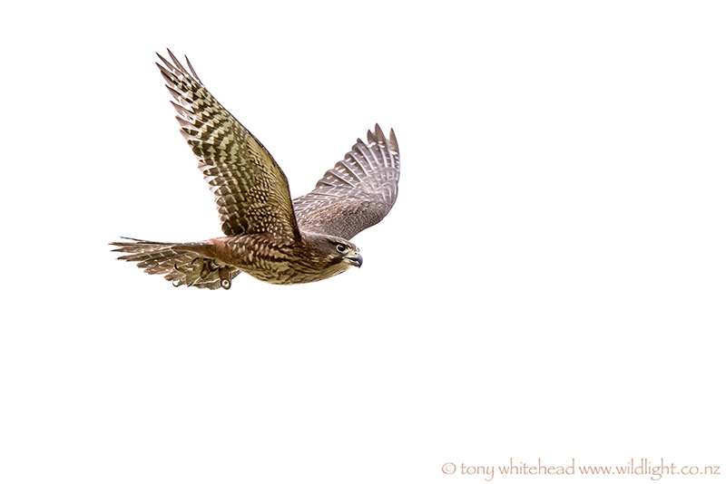 Wingspan Bird of Prey Centre Rotorua NZ