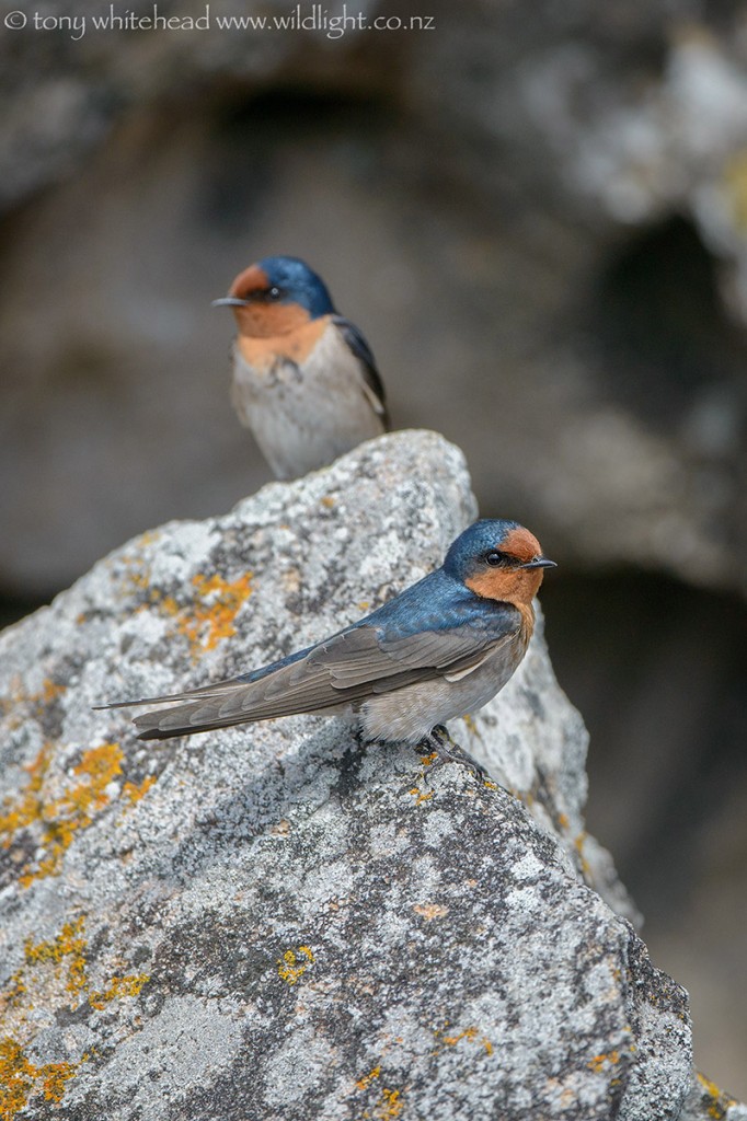 Welcome Swallows