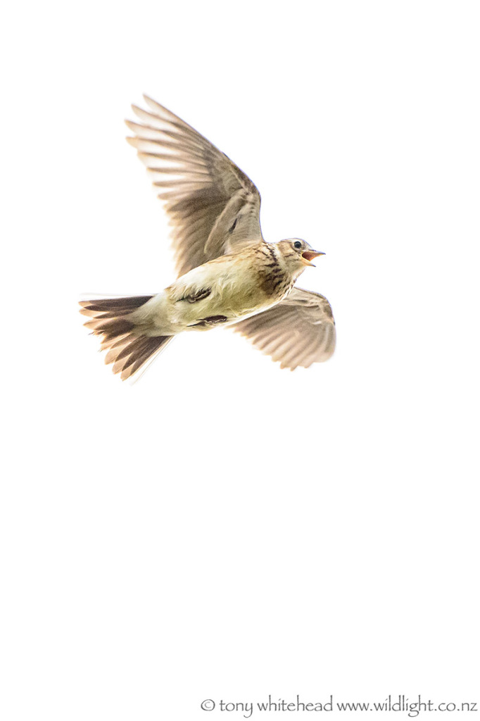 Euarasion Skylark singing on the wing