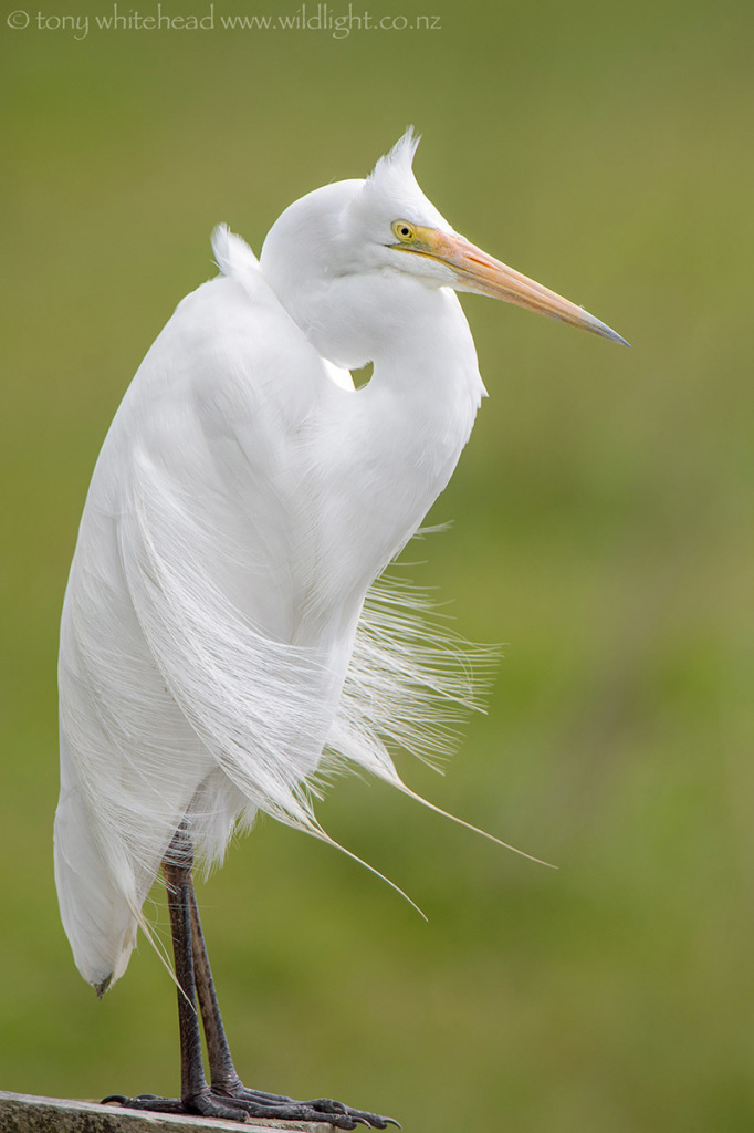 White Heron with developing plumes 