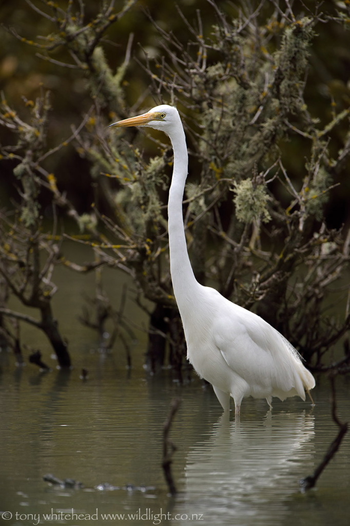 White Heron fishing