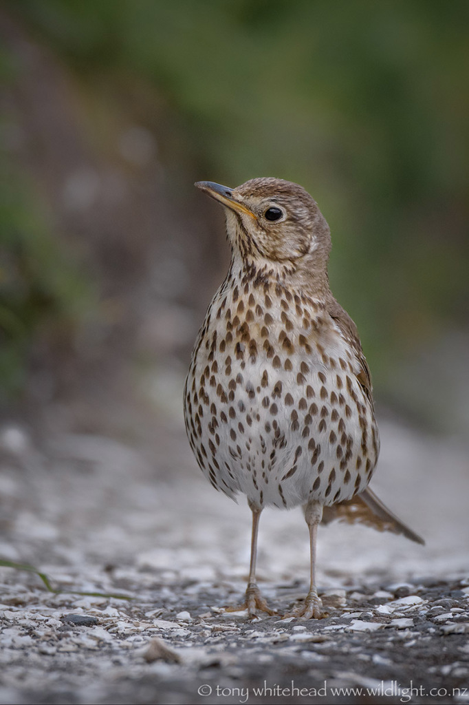 Song Thrush