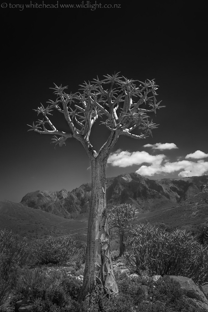 Quiver tree- Karoo Desert Botanical Gardens, Worcester