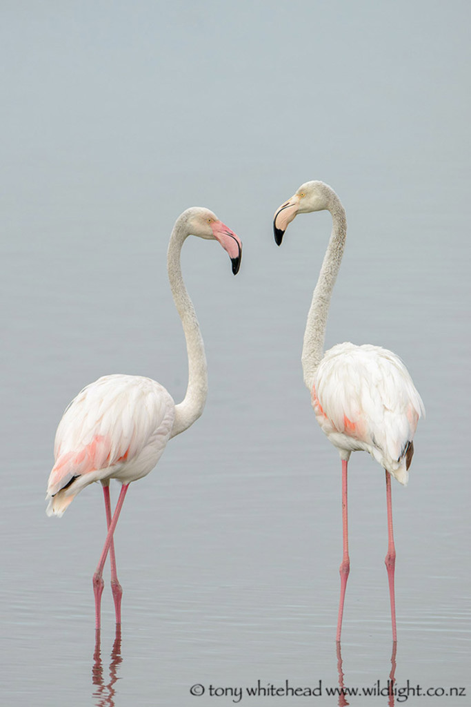 Greater Flamingoes - Langebaan Country Estate