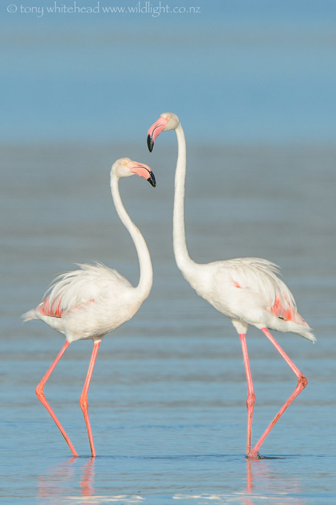 Greater Flamingoes, Langebaan Lagoon, West Coast National Park.