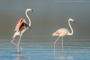 Seeberg Hide,  Langebaan lagoon