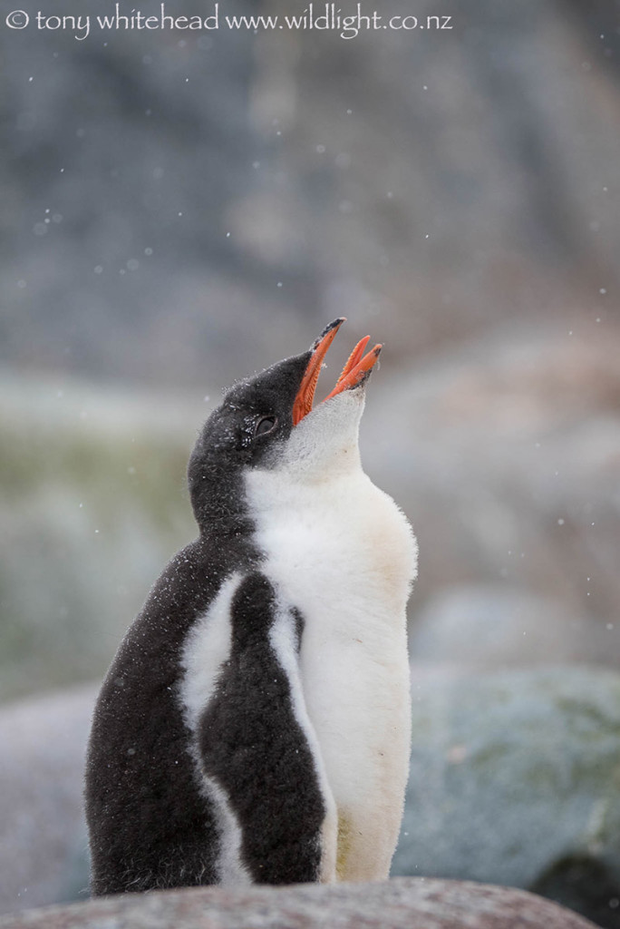 Gentoo Chick catching snowflakes, Petermann Island