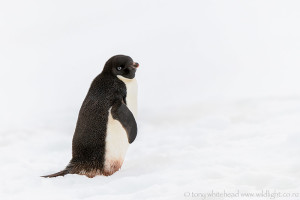 Penguin Parade