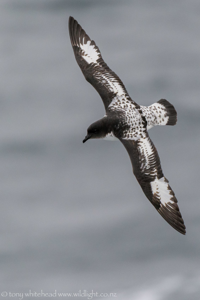 Cape Petrel