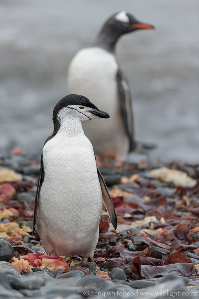 Chinstrap and Gentoo arriving back from a foraging trip, Hannah Point, Livingston Island.