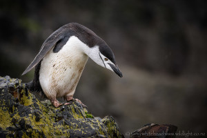 Hannah Point, Livingston Island.