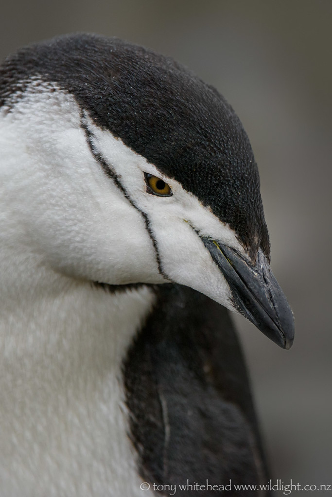 Chinstrap Penguin portrait