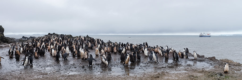 Part of the Chinstrap Penguin rookery