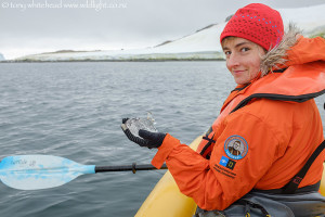 Kayaking Cuverville Island