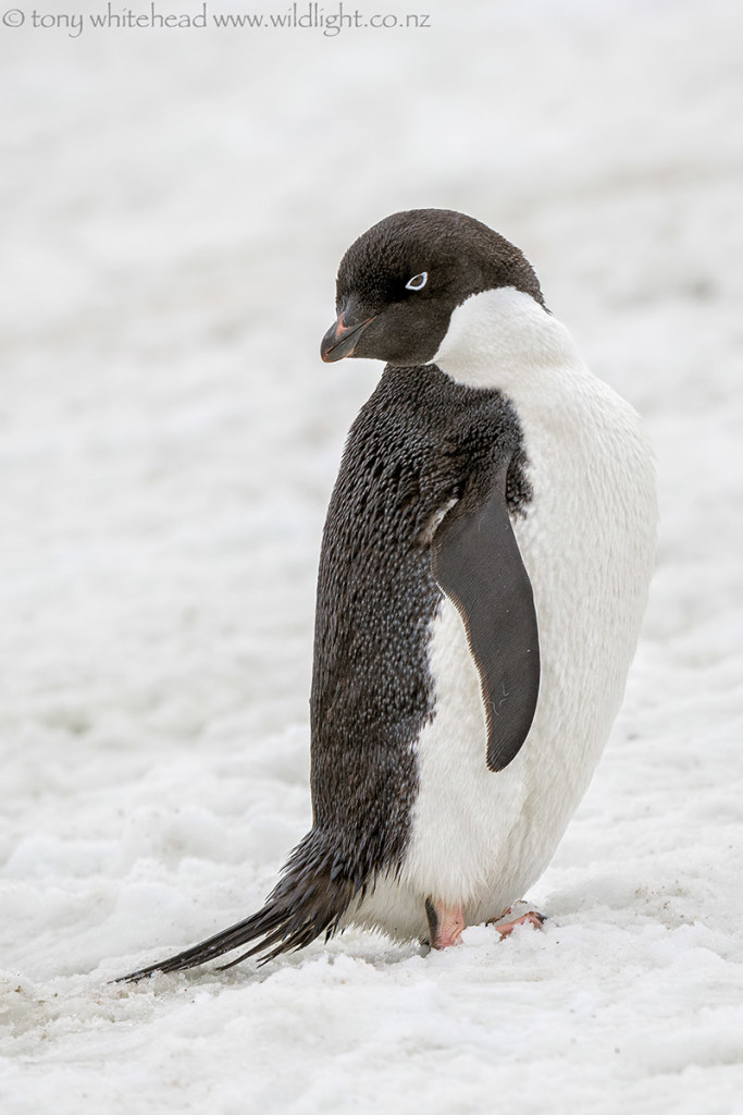 Adelie Penguin posing co-operatively