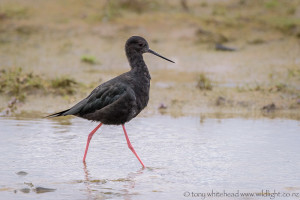 Black Stilts