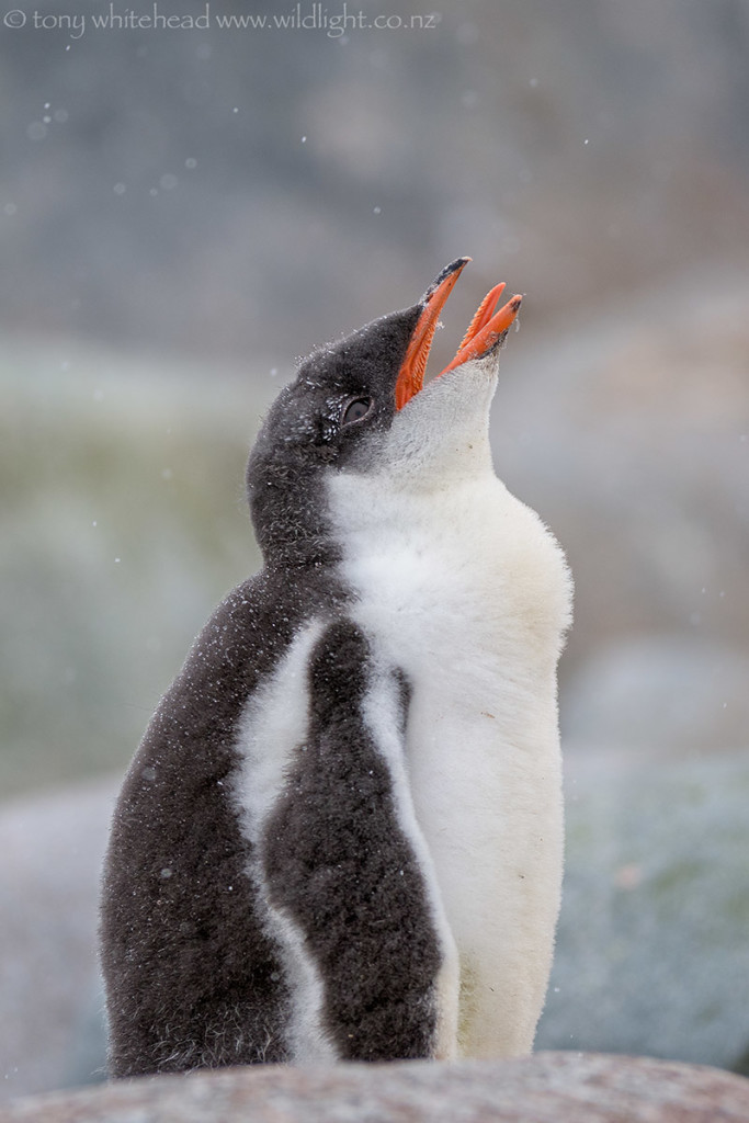 Gentoo Chick catching snowflakes