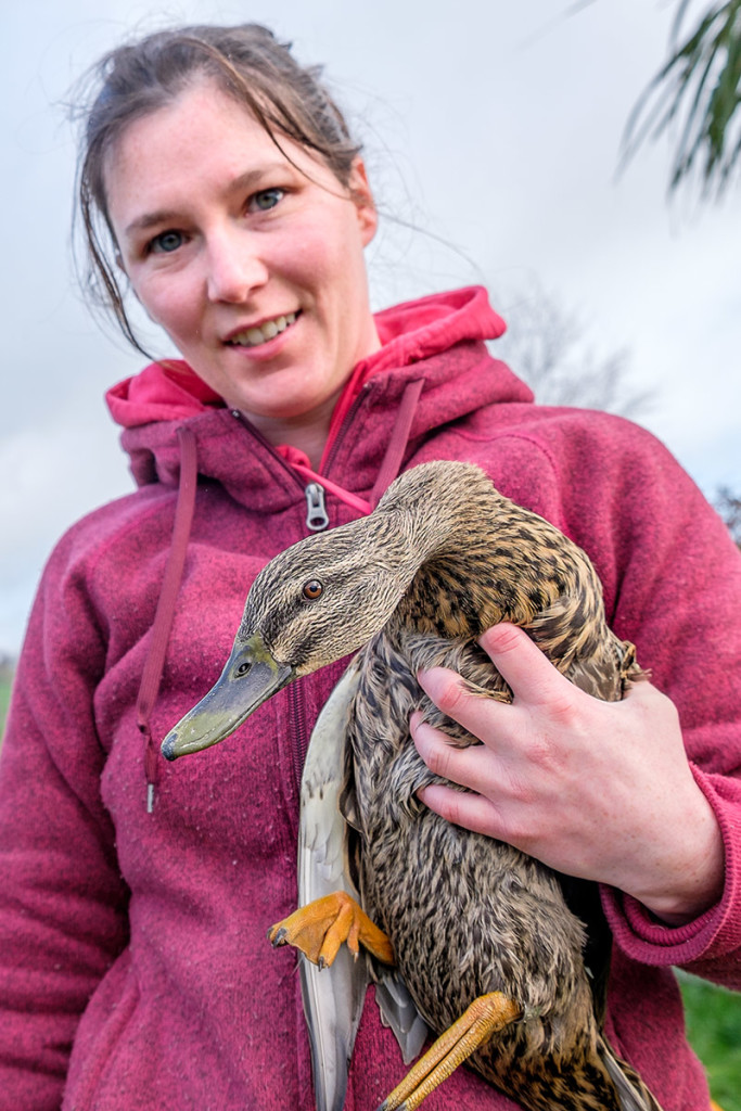 Jenn Sheppard with the recaptured Mallard