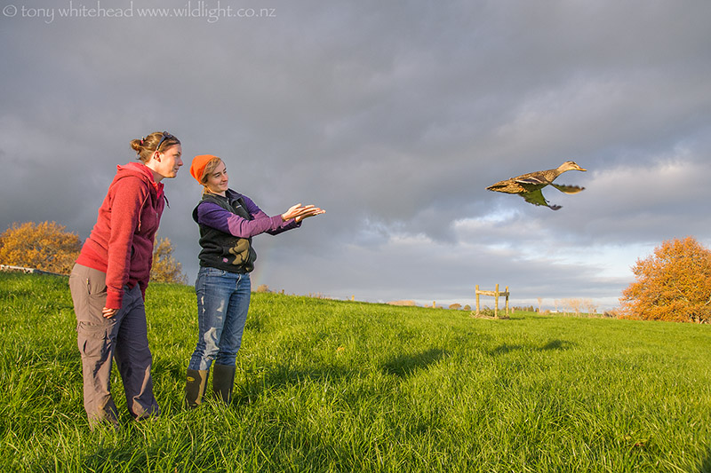 Mallard Duck Research Project