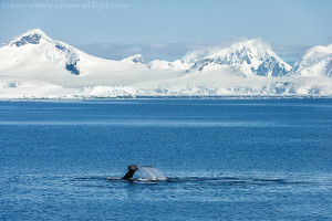 Crystal Sound – Humpback Whales bubble-netting