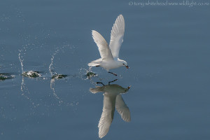 Snow Petrels