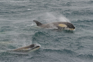 Gerlache Strait to Paradise Harbour