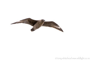 Brown Skua