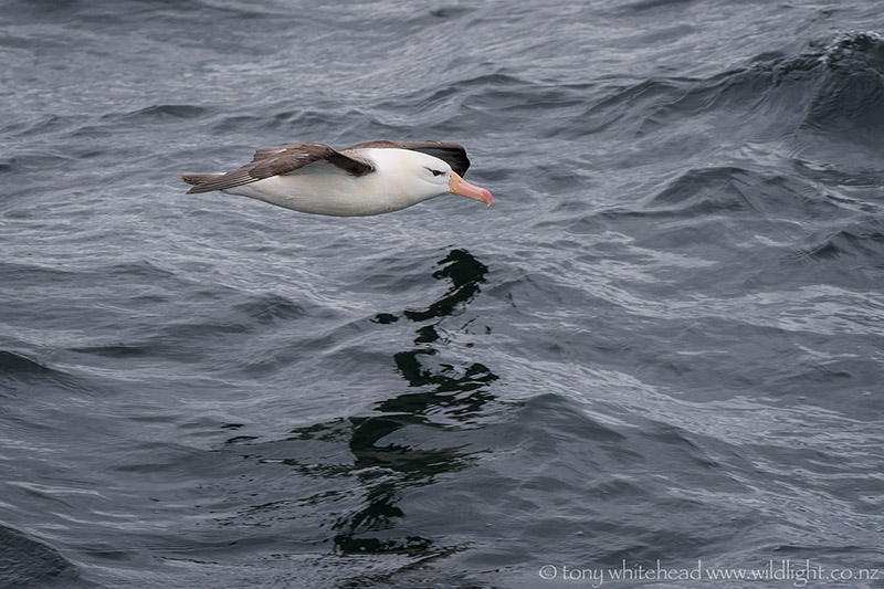 Back to the Beagle Channel