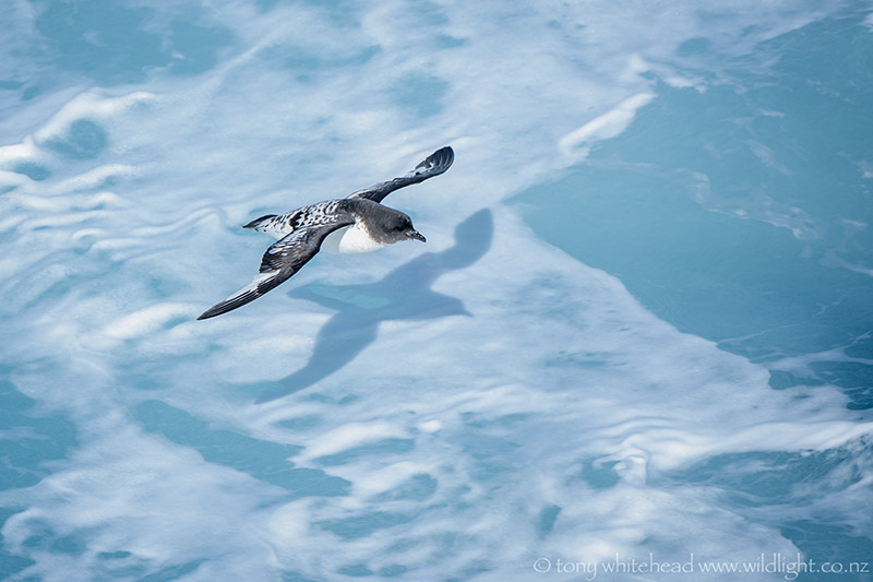 Drake Passage from Antarctica